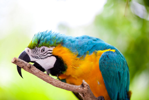 closeup view of beautiful macaw parrot - Foto, Imagen