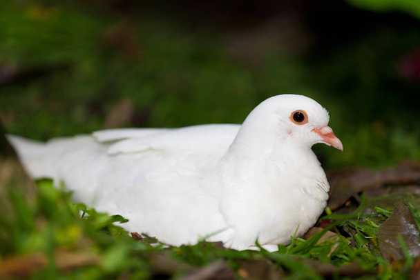 Picasso's peace dove - Φωτογραφία, εικόνα
