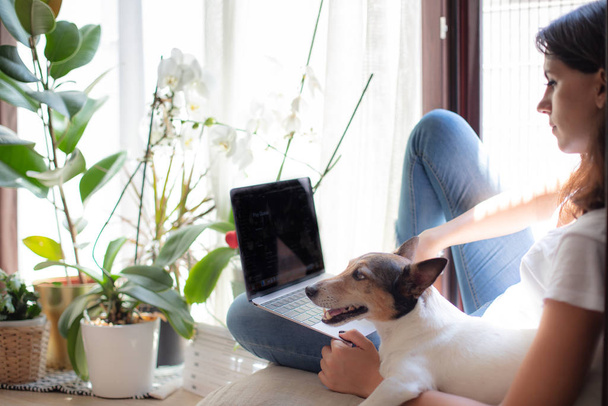 Attractive young woman browsing on a laptop computer while sitting on a sunny window seat with the little dog by her side - Fotoğraf, Görsel