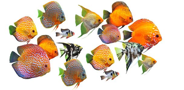Groupe de poissons
 - Photo, image