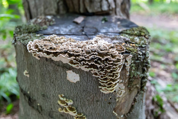 Saprophytic fungi, Coriolus versicolor, on dead tree trunk - Photo, Image
