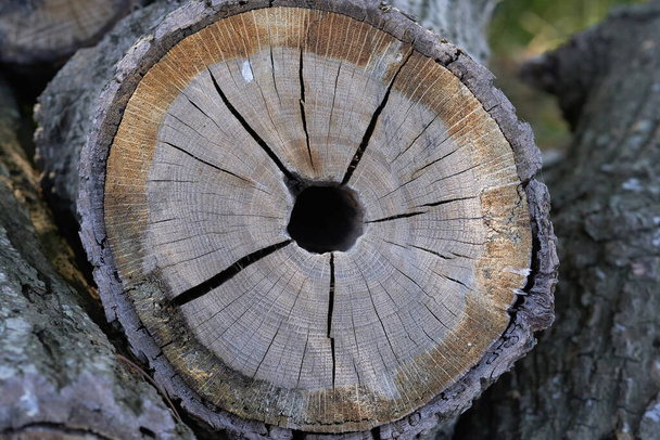 Wood pile in the forest - tree trunk in a detail shot - Foto, imagen