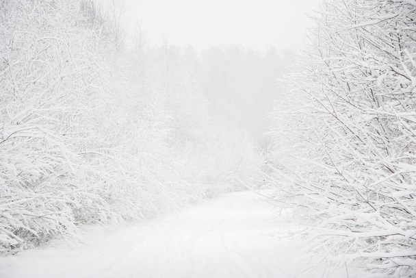 Beau paysage de la forêt par une froide journée d'hiver avec des arbres couverts de neige. Chute de neige dans la forêt en Lettonie. Route de campagne couverte de neige. Hiver en forêt. .. - Photo, image