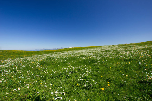 Schweizer Berge unter blauem Himmel mit einer Blumenwiese im Vordergrund - Foto, Bild