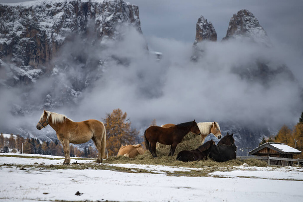 Horses on the winter meadow and Schlern (Sciliar) mountain peaks on background. Dolomite Alps, Seiser Alm (Alpe di Siusi), South Tyrol, Italy. - Photo, Image