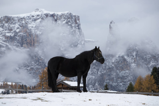 Horses on the winter meadow and Schlern (Sciliar) mountain peaks on background. Dolomite Alps, Seiser Alm (Alpe di Siusi), South Tyrol, Italy. - 写真・画像