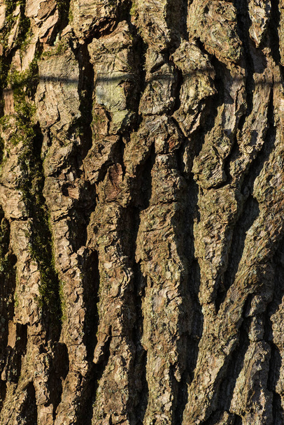 Close-up of old wood, texture of the wood bark and surface - Foto, afbeelding