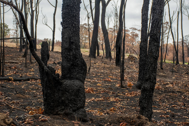 Nachwirkungen der Buschbrände in Australien: Verbrannte Eukalyptusbäume durch Feuersturm - Foto, Bild