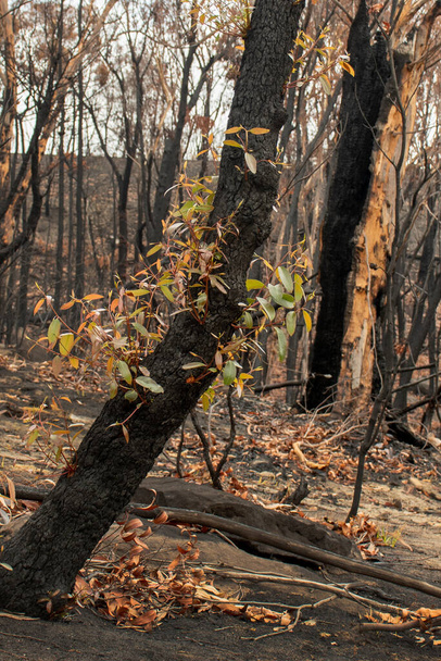 オーストラリアの森林火災後:ユーカリの木は激しい火災の損傷後に回復します。ユーカリは樹皮の下の芽から生き残ることができ、木の底にあるライグノチューブから芽を再生することができます。. - 写真・画像