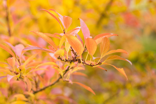 Πορτοκαλί φόντο φύλλα φθινόπωρο - Φωτογραφία, εικόνα