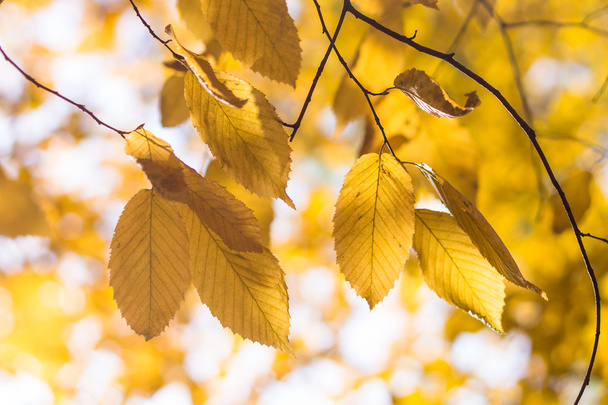 sárga őszi levelek háttér - Fotó, kép