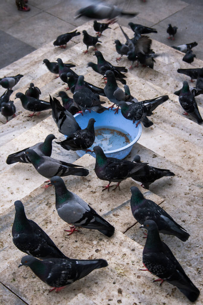 Pigeons at the Eminonu Square - Фото, изображение