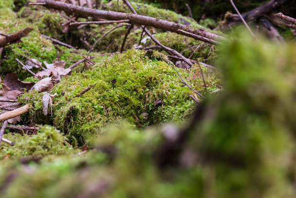 Moss on Logs Forest Wilderness Outdoors Leaves - Foto, Bild