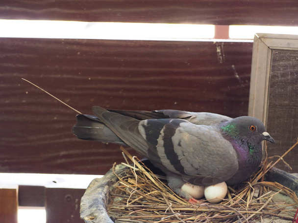 Pigeon hatching eggs.Pigeon con huevos pequeños. - Foto, imagen