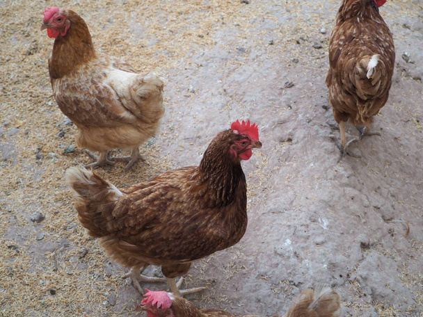 Poules dans la ferme biologique. Poulet dans la maison de poule.Heureux poulets et poules de plein air à la ferme.Les poulets picorent de la nourriture
 - Photo, image