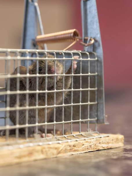 Little mouse sits trapped in a wire trap against blurred background - Фото, изображение