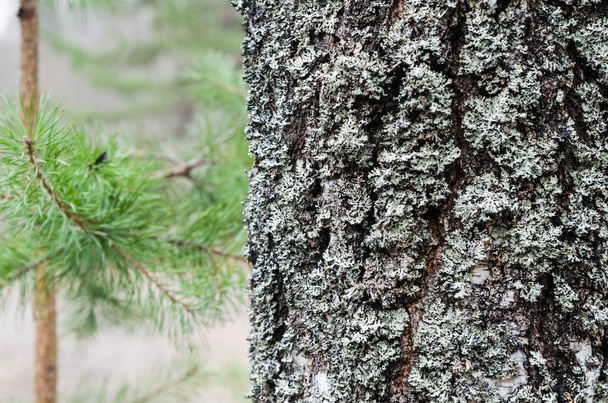 The trunk of an old moss-covered pine tree, a natural background - Photo, image