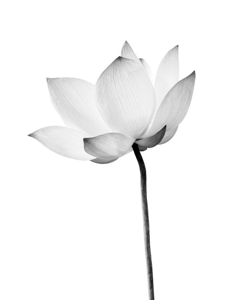 Black and white Lotus flower isolated on white background. File contains with clipping path so easy to work. - Фото, изображение