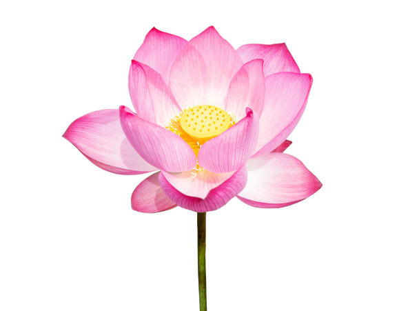 Kwiat lotosu izolowany na białym tle. Plik zawiera ścieżkę wycinania tak łatwą w pracy.Kwiat lotosu odizolowany na białym tle. Plik zawiera ścieżkę wycinania tak łatwą w obsłudze. - Zdjęcie, obraz