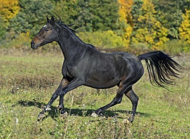paard - Foto, afbeelding