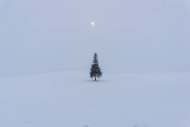 winter landscape with fir tree at daytime - Фото, зображення