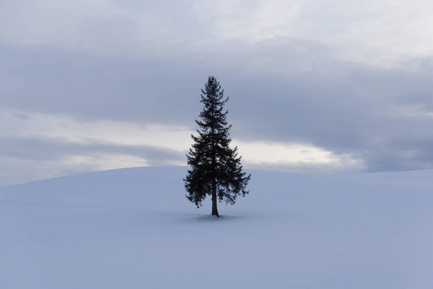 zimowy krajobraz z jodłą w dzień - Zdjęcie, obraz