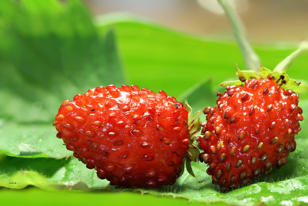 makro strwberry w lesie - Zdjęcie, obraz