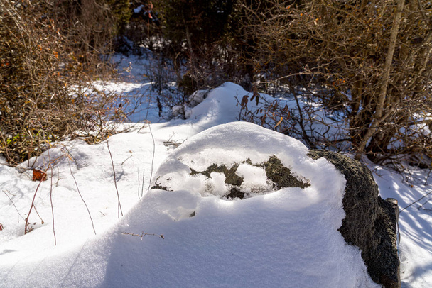 Amazing snowdrifts in the winter forest - Foto, imagen