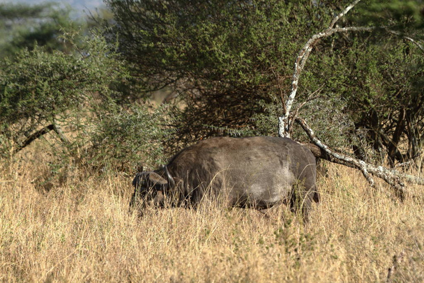Buffalo in the Serengeti Savannah - Fotografie, Obrázek