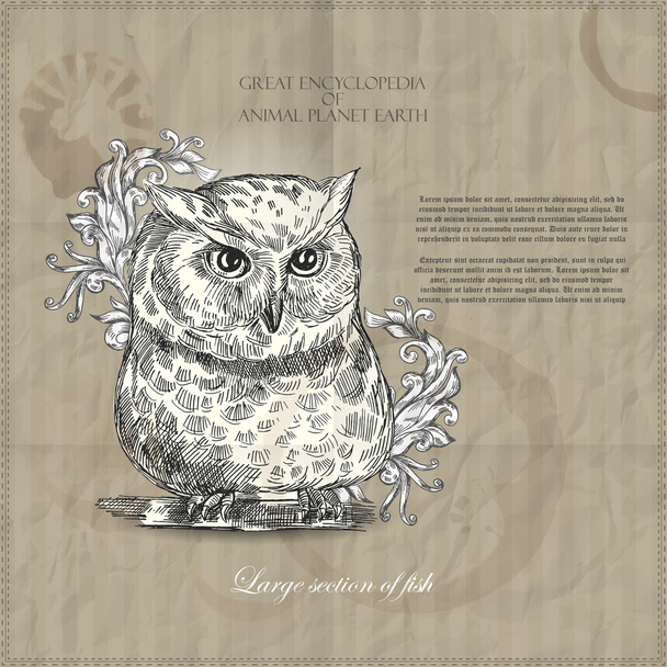 Vector owl from Great Encyclopedia of Animal Planet Earth on brown background - Vector, Image