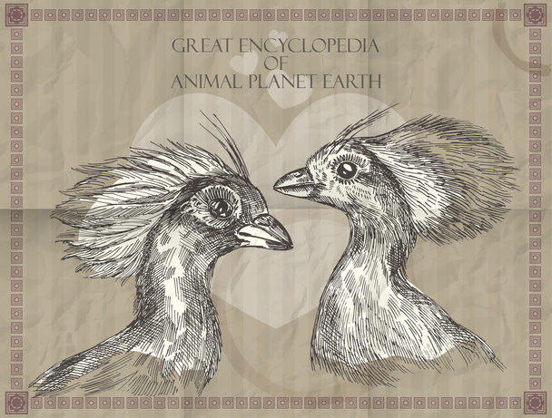 Vector peacocks heads from Great Encyclopedia of animals Planet Earth - Vector, Image