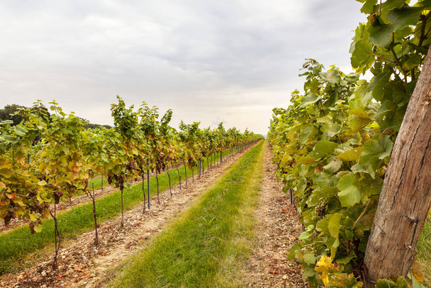 Grape harvest. Vineyard with ripe grapes in countryside. - Fotoğraf, Görsel