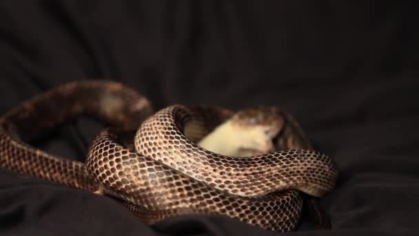 a rat snake grabs the rat with its teeth - Footage, Video