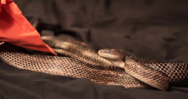 Rattenschlangen-Angriff ein Stück Stoff - Filmmaterial, Video