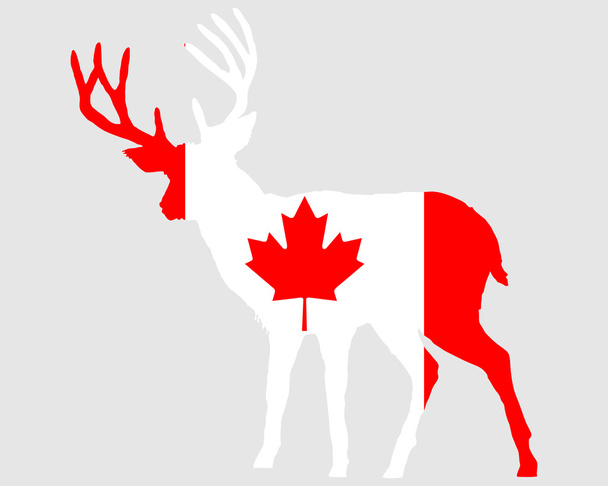 Канадский олень
 - Фото, изображение