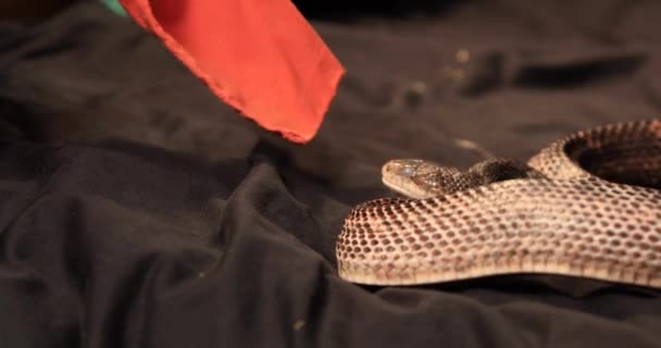 zrobić wąż szczura atak kawałek tkaniny - Materiał filmowy, wideo