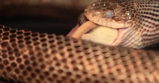 patkánykígyó a nyelési folyamat során - Felvétel, videó