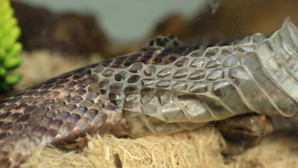 huisdier slang huid afwerpen close-up - Video