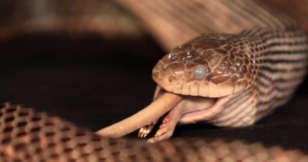 wąż szczura podczas procesu połykania - Materiał filmowy, wideo