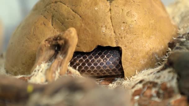 домашня змія в скляній клітці
 - Кадри, відео