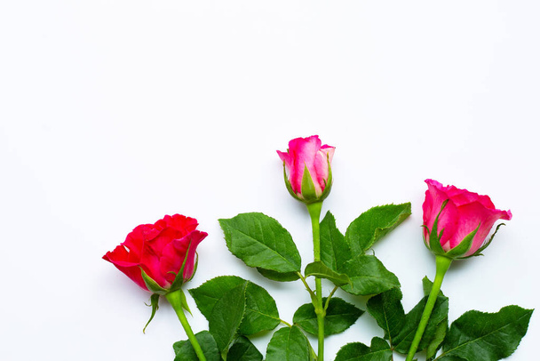 Rose flowers on white background. Copy space - Fotó, kép