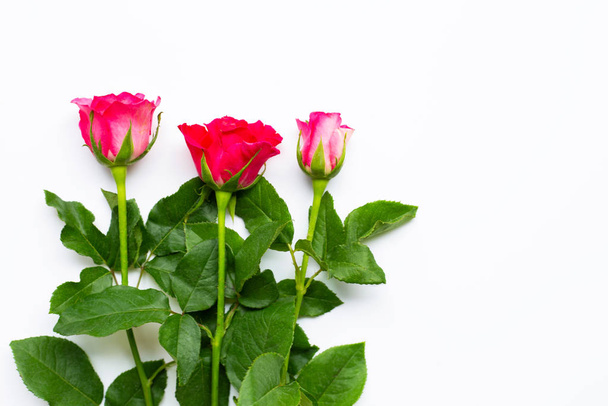 Rose flowers on white background. Copy space - Photo, Image