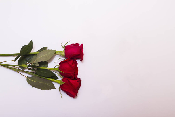 Three red roses on white background with copy space flat lay - Foto, imagen
