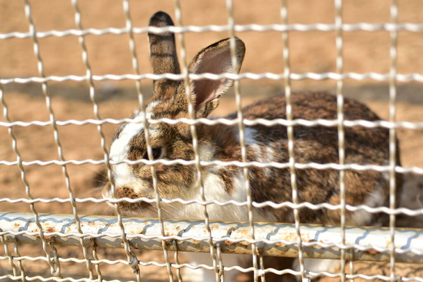 carino coniglio in gabbia  - Foto, immagini