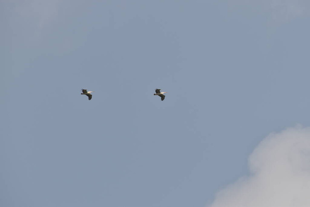 Deux beaux pélicans volant contre le ciel bleu. en Inde
 - Photo, image