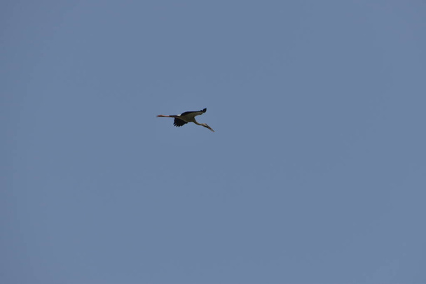 Un beau pélican volant contre le ciel bleu. en Inde
 - Photo, image