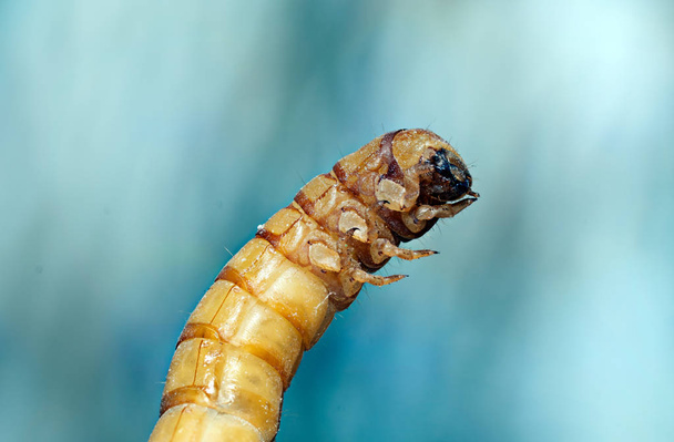 Los gusanos de la comida son la forma larval del escarabajo gusano de la comida
. - Foto, Imagen