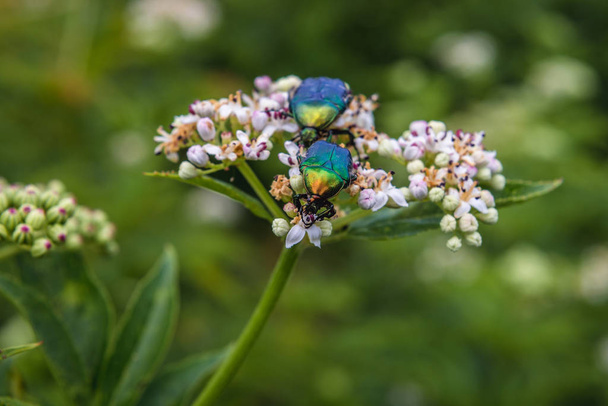 Escarabajos en Rumania
 - Foto, Imagen