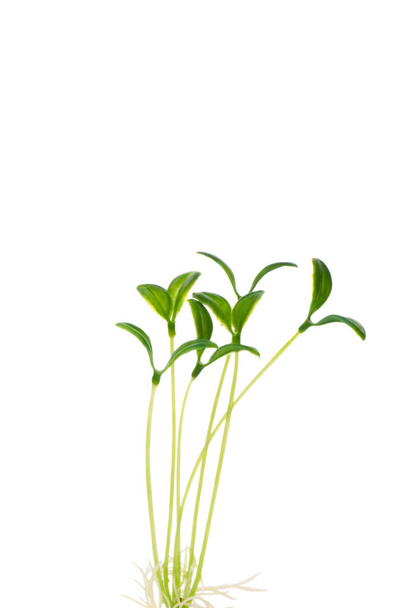 Green saplings isolated on the white background - Valokuva, kuva