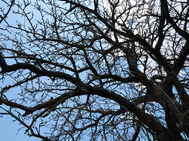 hruškovité větve suchého hruškovníku na pozadí modré oblohy - Fotografie, Obrázek
